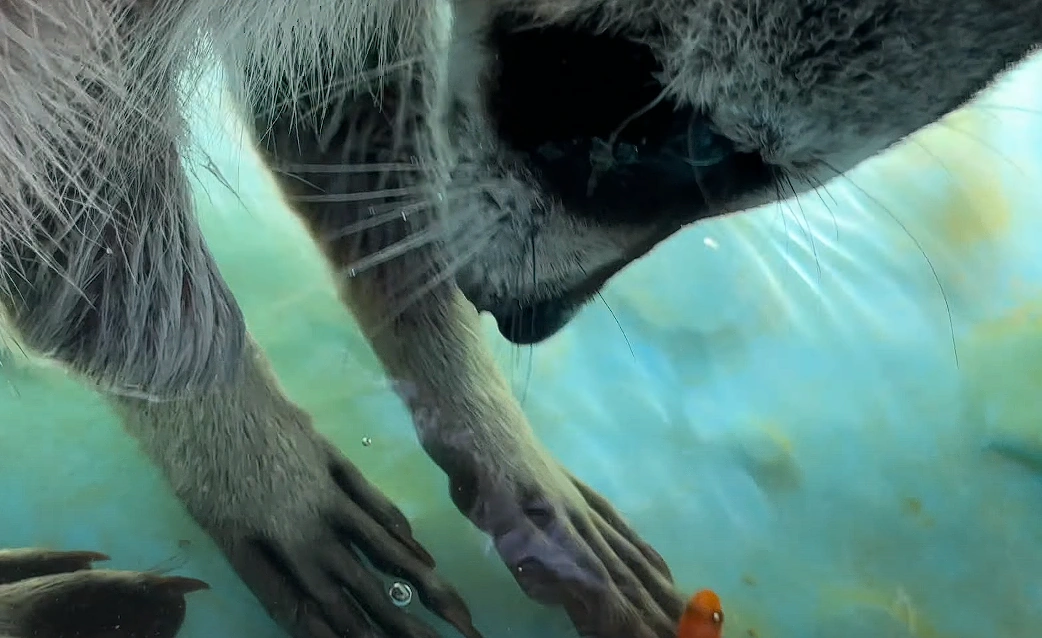 2023 Raccoon Group | The Urban Rescue Ranch Wiki | Fandom