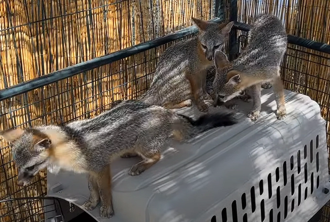 Litter of Gray Foxes The Urban Rescue Ranch Wiki Fandom