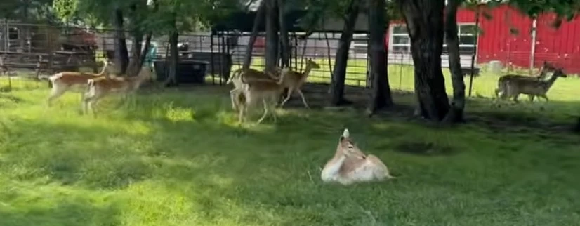 Herd of Deer | The Urban Rescue Ranch Wiki | Fandom