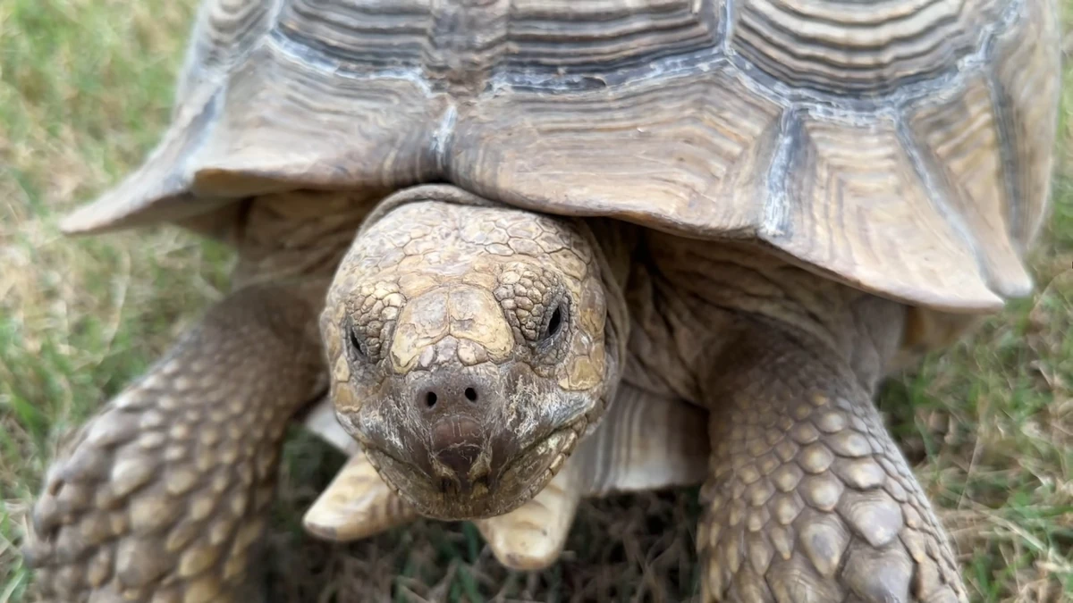 Master Oogway | The Urban Rescue Ranch Wiki | Fandom