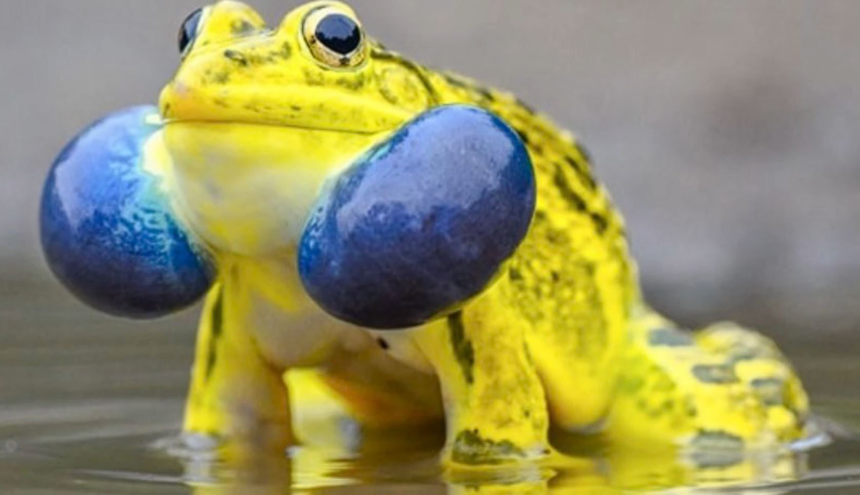 Captive male frog coughs up babies