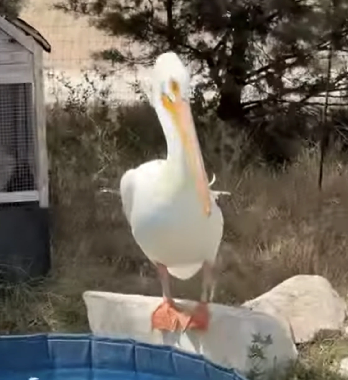 Bujo | The Urban Rescue Ranch Wiki | Fandom