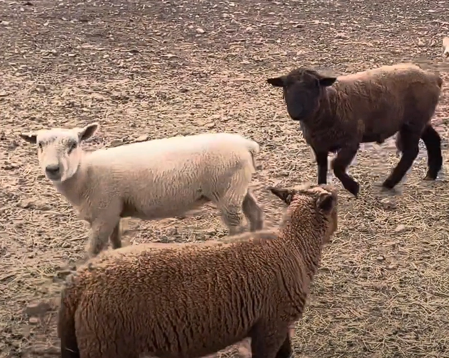 Donda and Drake | The Urban Rescue Ranch Wiki | Fandom