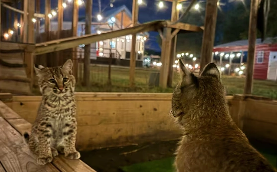 The Final Battle (it’s over) | The Urban Rescue Ranch Wiki | Fandom