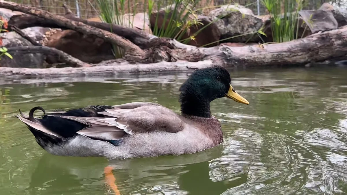 Garbanzo Beans The Urban Rescue Ranch Wiki Fandom