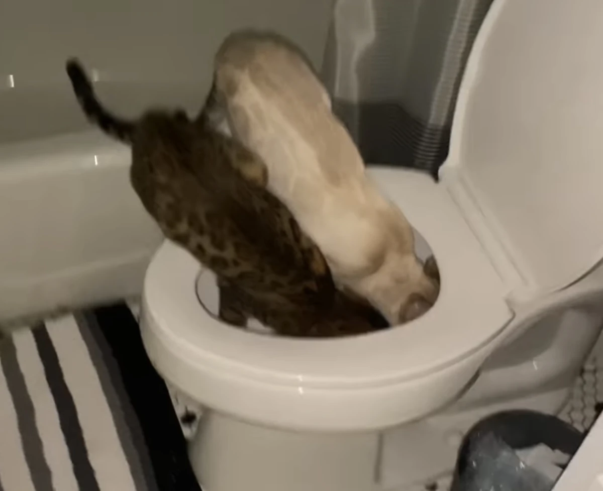 Nala | The Urban Rescue Ranch Wiki | Fandom