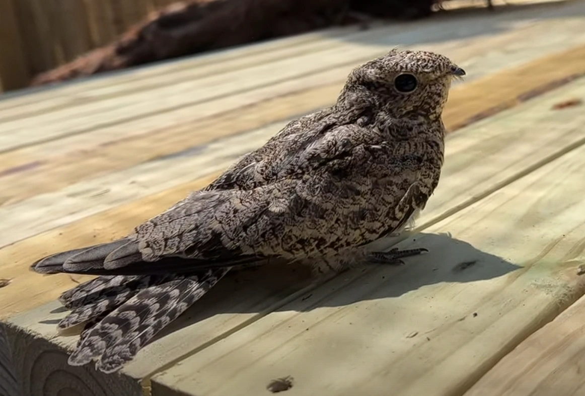 Nighthawk | The Urban Rescue Ranch Wiki | Fandom