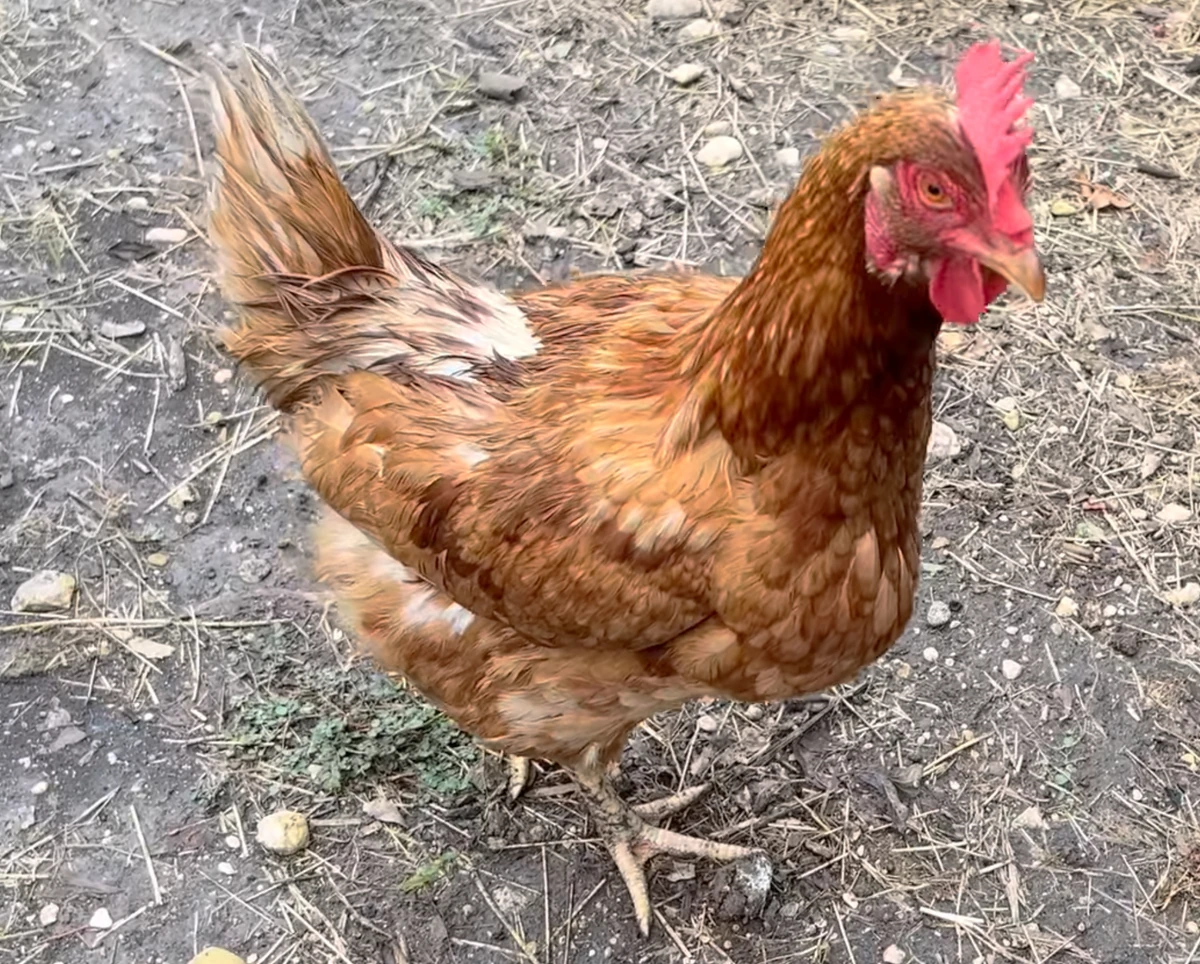 New Nugget | The Urban Rescue Ranch Wiki | Fandom