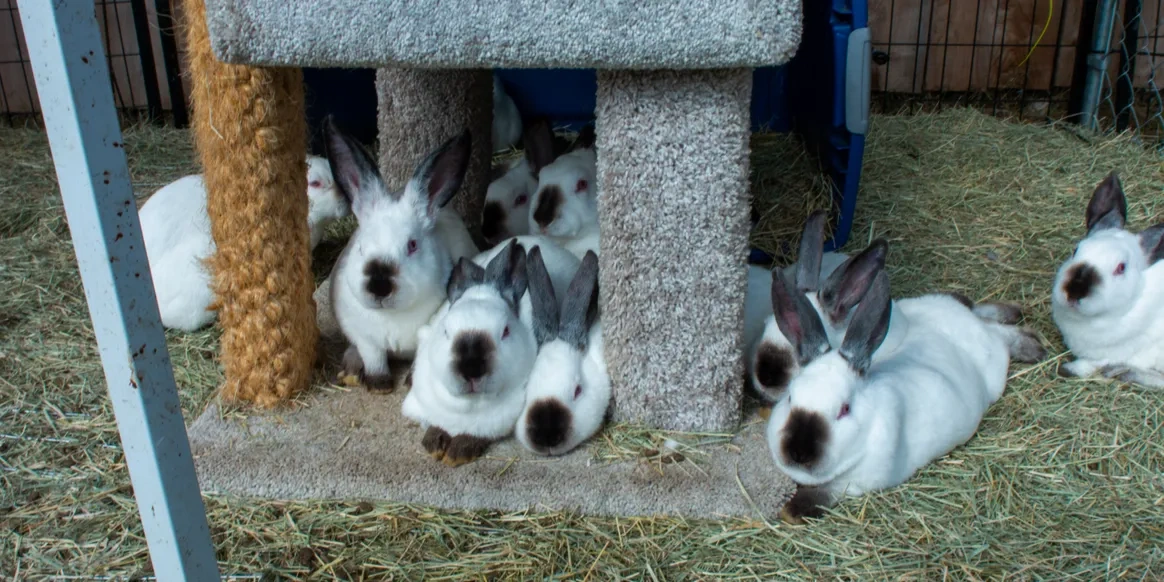 20 Meat Rabbits The Urban Rescue Ranch Wiki Fandom