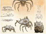 Shield Spiders