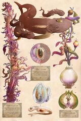 Eir Kelp / Healing Deathweed Reefeye / Gem Hunter Fig El - Mature Pod (The Last Tide: Book One kickstarter poster)