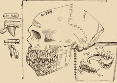 Day 8: Teeth (Goblin anatomy)