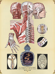 Selphid in Human Body Anatomical Studyy (commissioned by Pirateaba)