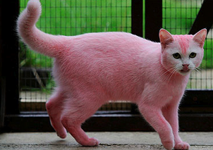 Pink cat