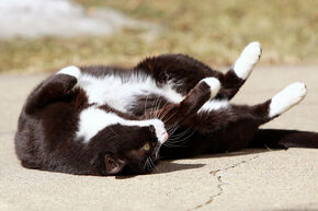 Black white belly