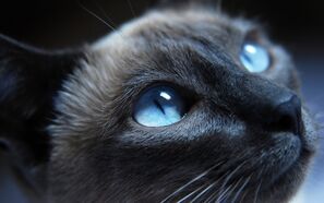 Black-cat-blue-eyes