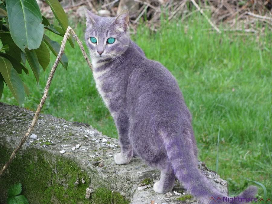 aqua with blue eyes cats