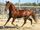 Courser (Horse Breed)