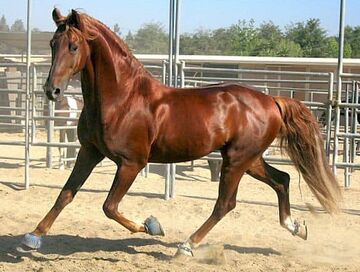 Courser (Horse Breed) | The Witcher Fanon Wikia | Fandom