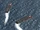Dorf-class Aircraft Carrier