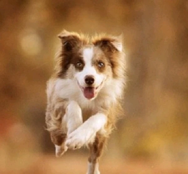 Luna (dog) The World Inside My Head Wiki Fandom