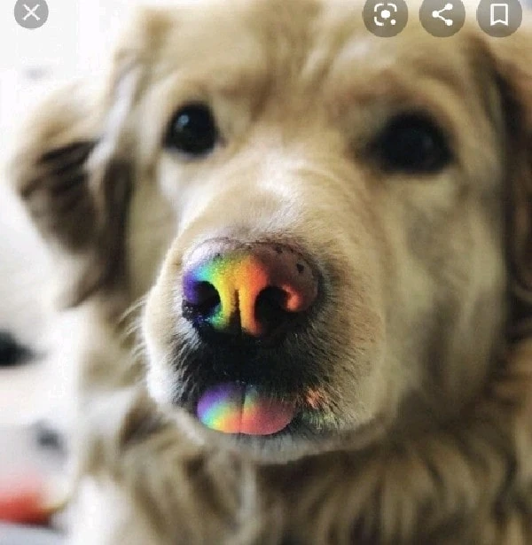 Kiki (dog) The World Inside My Head Wiki Fandom