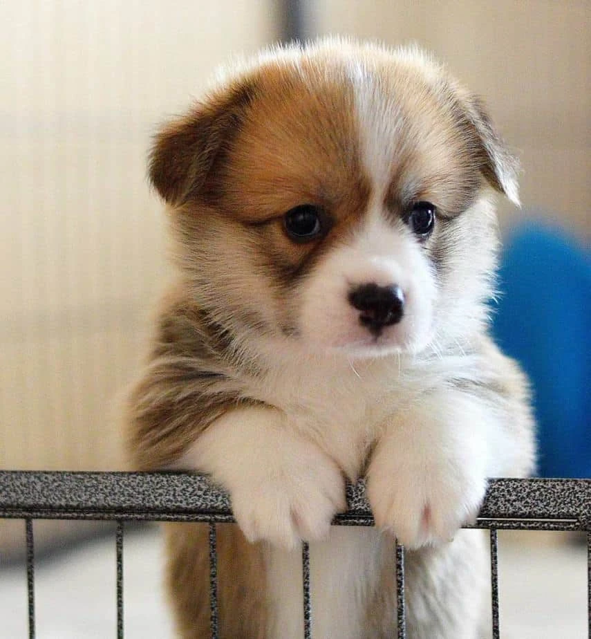 Cinnamon (dog) The World Inside My Head Wiki Fandom