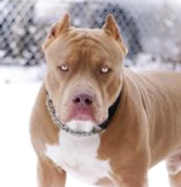 Mace (dog) The World Inside My Head Wiki Fandom