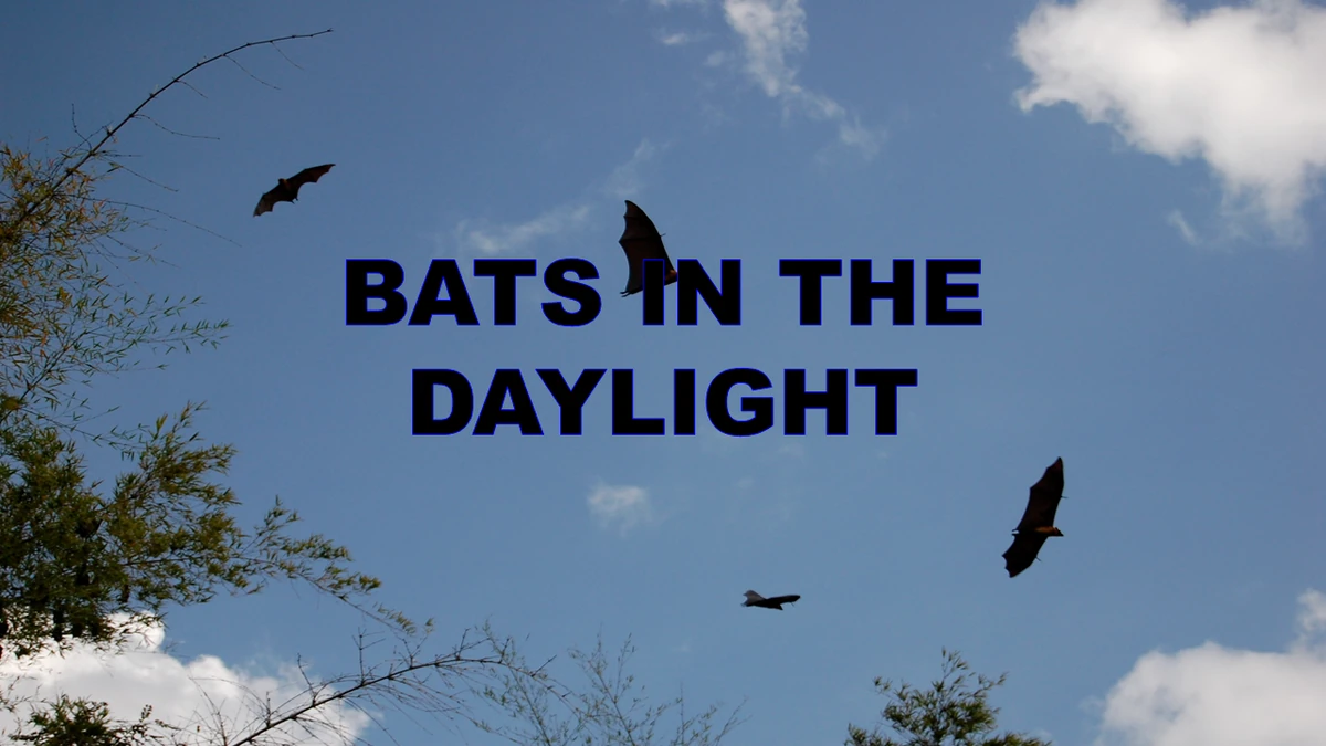 Bats In The Daylight The Nick Jr. Extravaganza Wiki Fandom