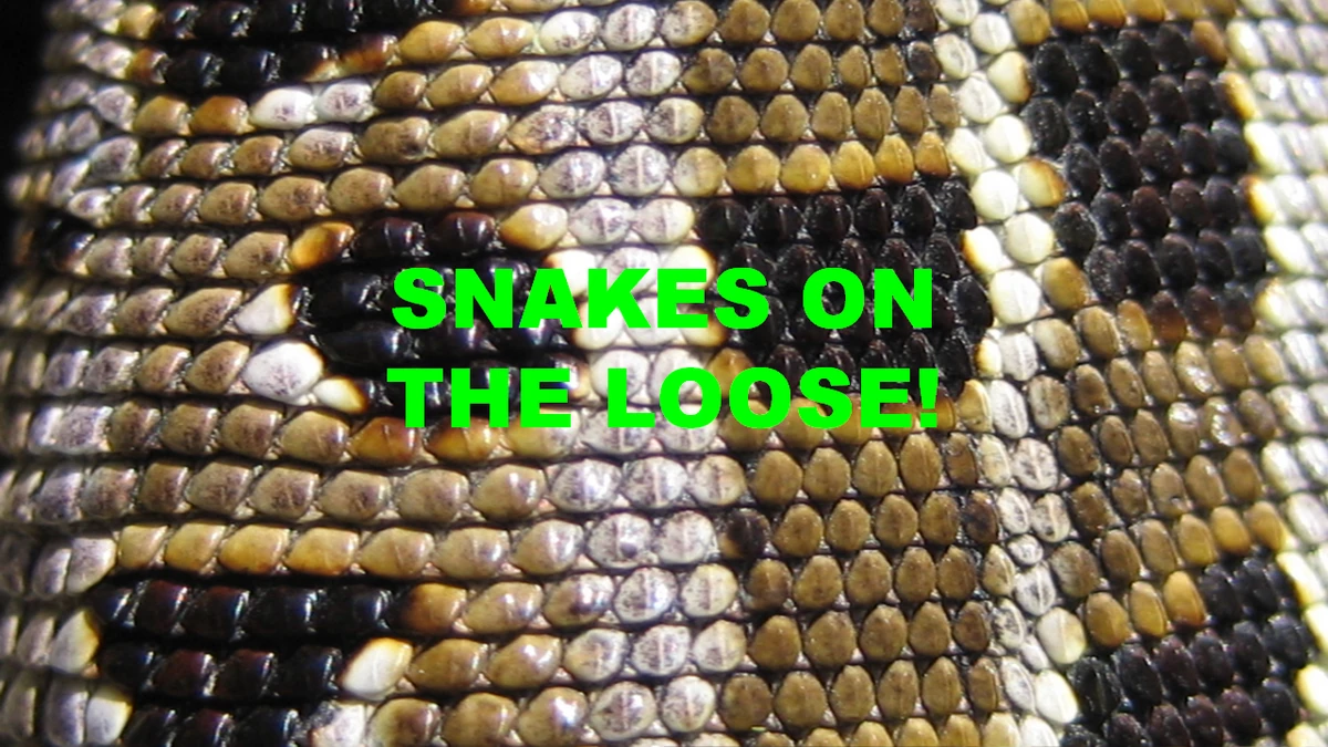 Snakes On The Loose! The Nick Jr. Extravaganza Wiki Fandom