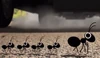 Ants