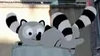 Raccoons
