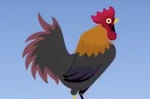 AnybodyRooster