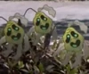 Decaying Flowers