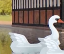 LoveSwans