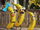 Banana family