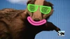 Weasel