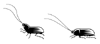 Cockroach