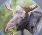 MooseWife