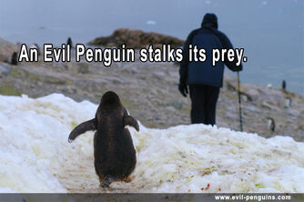 Evil Penguin