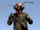 ManAnt (character)
