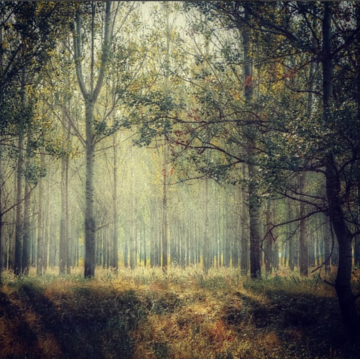 The Forest The Archontic Wiki Fandom