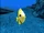 Tropical Fish