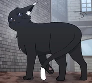 Windsom in his cat form.