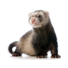 Ferret D