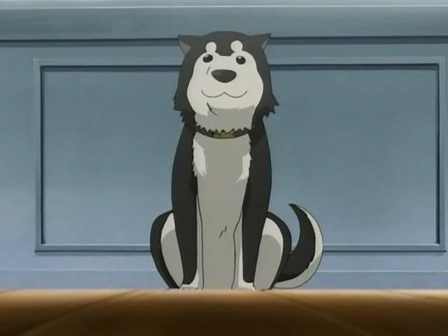 Image result for fullmetal alchemist brotherhood hawkeye dog