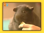 Blue's Clues (UK) - S03E10 - Animal Behaviour 000776.jpg (30 KB)