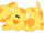 Shapes Puppy