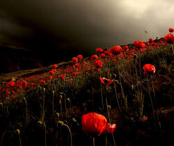 Poppy field