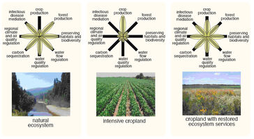 2009 star usda.jpg